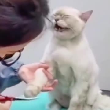 Cat crying 😢 😭 🤣 🐈 😻 🐈‍⬛️ 😺 🐱 😸