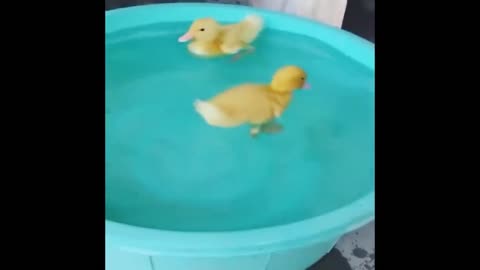 Best Funny Animals Video 2022 - Newest Cats😹 and Dogs🐶 Videos of the Week!