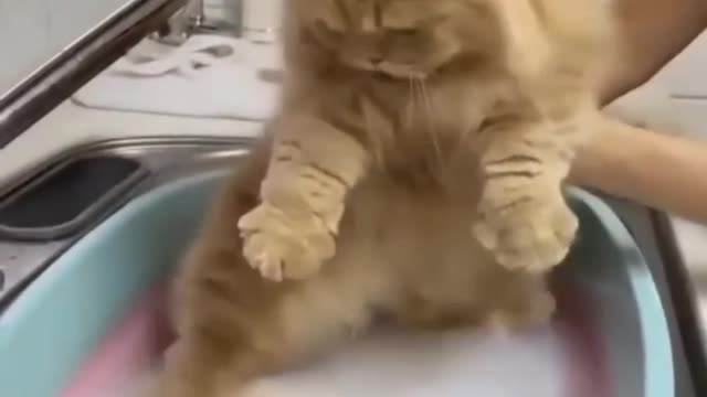 Confused cat