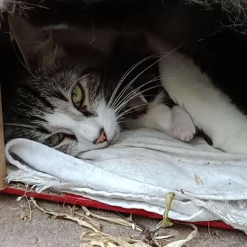 Mumma cat with 1 week old kitten climbing over her face