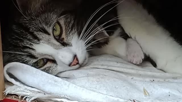 Mumma cat with 1 week old kitten climbing over her face