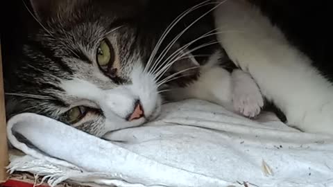 Mumma cat with 1 week old kitten climbing over her face