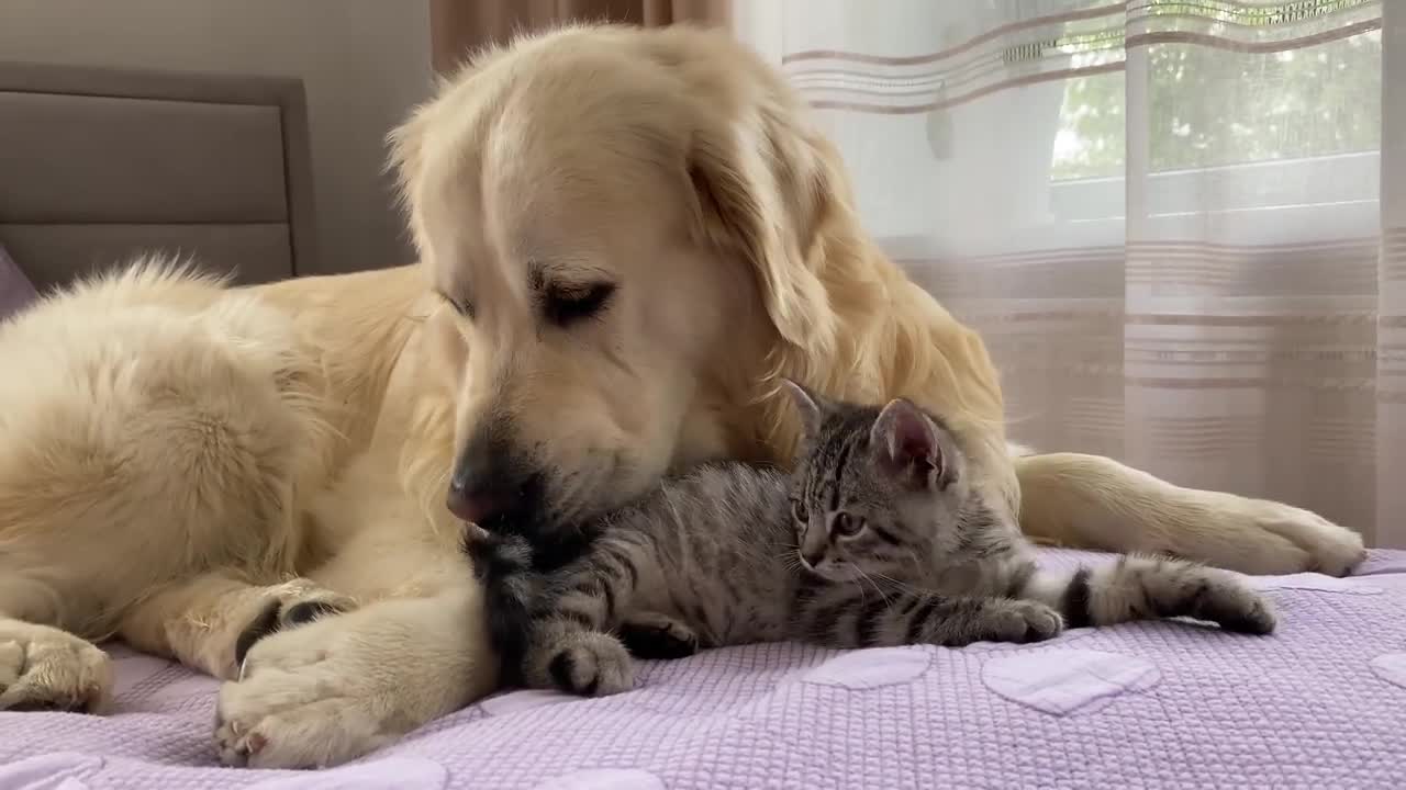 Golden Retriever and Baby Kitten Become Friends