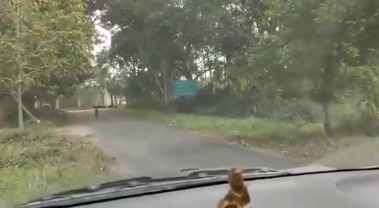 Leopard attacks car!