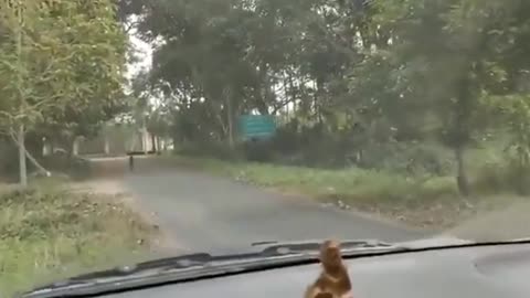 Leopard attacks car!