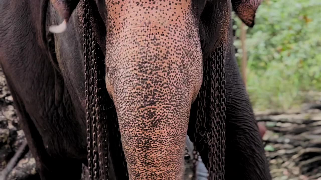 An Elephant Learning To Dance 🐘🐘