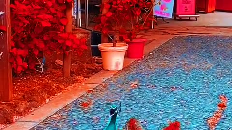 Beautiful peacock with flowers