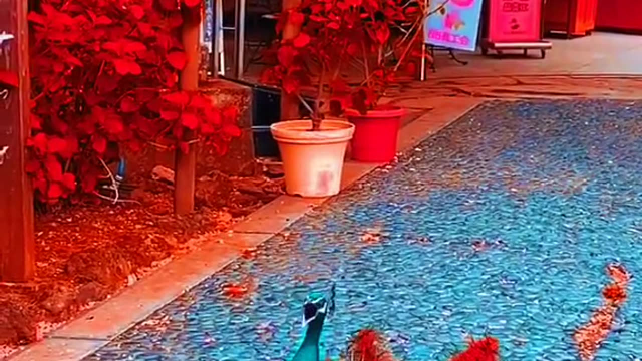 Beautiful peacock with flowers