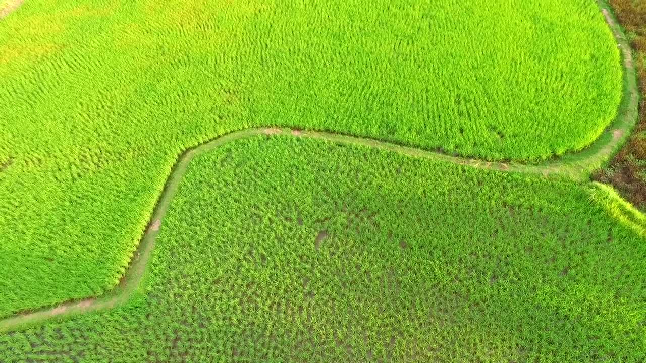 footage video Thailand Cornfield Dron002