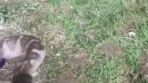 A water snake takes a "nice bite" of girls hand