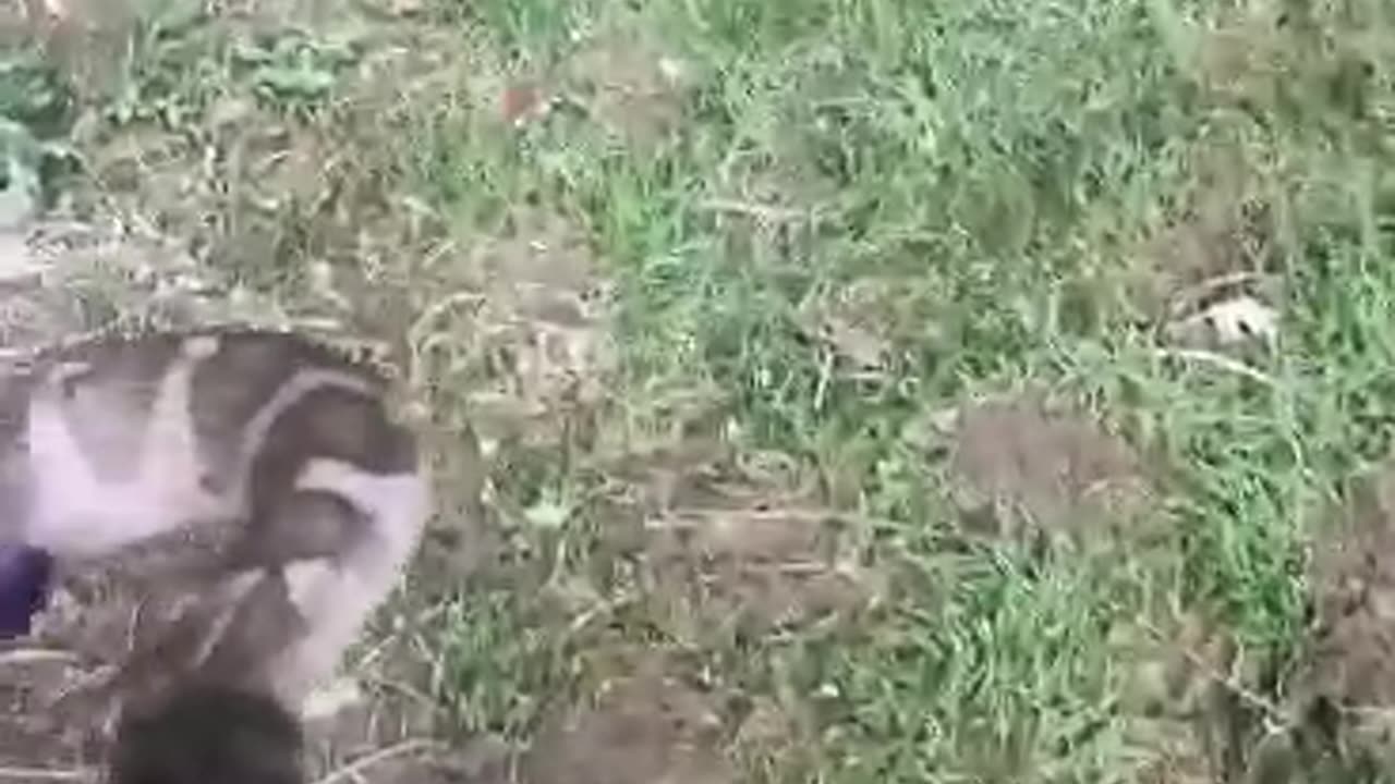 A water snake takes a "nice bite" of girls hand