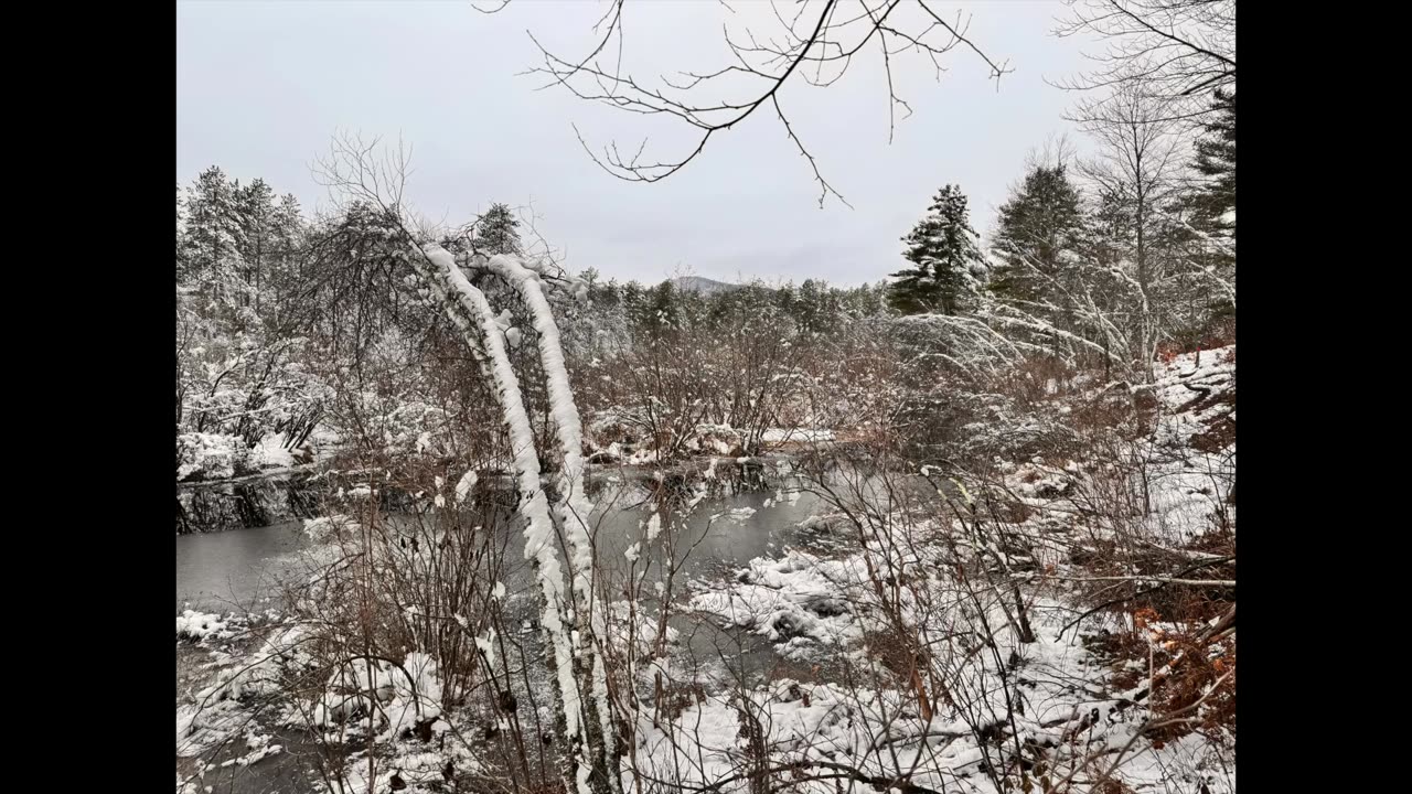 The Tenmile River Demonstration Forest in Brownfield, Maine