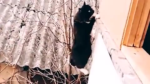 Funny Video