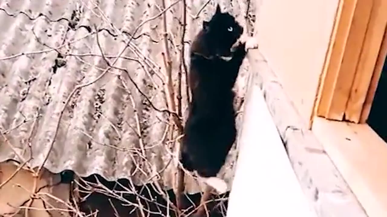 Funny Video