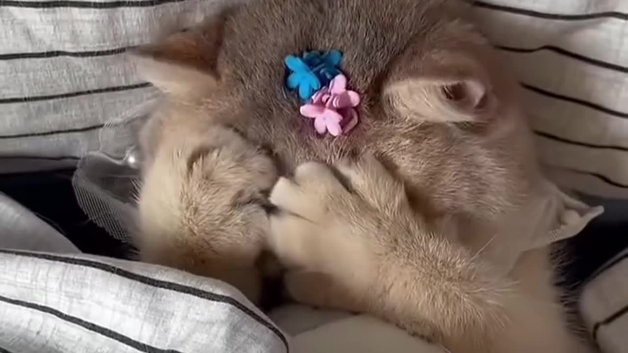 Cute cat video