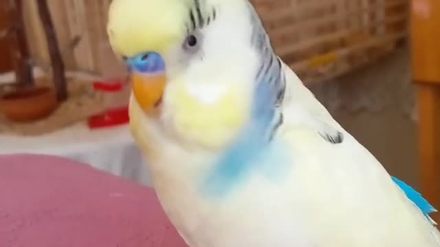 smiley bird