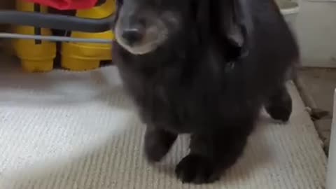 That deserves a treat and a half 🤣😂