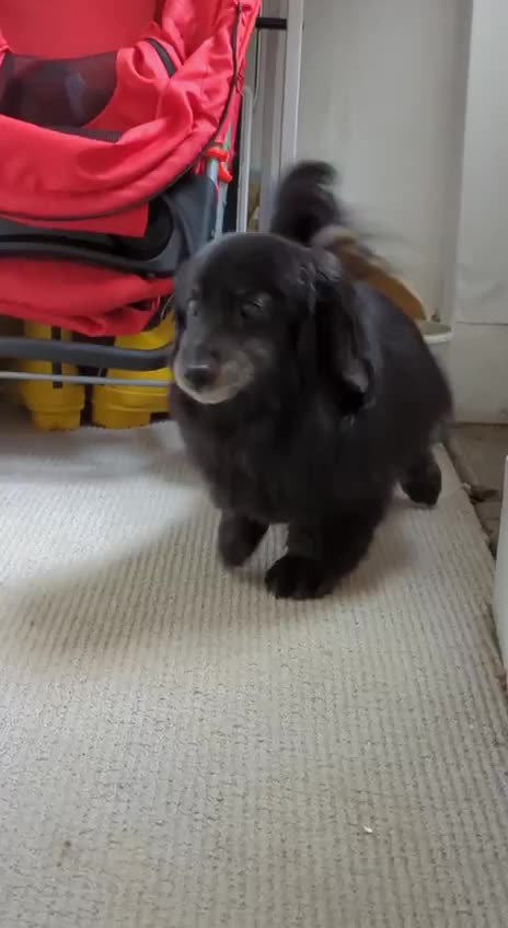 That deserves a treat and a half 🤣😂