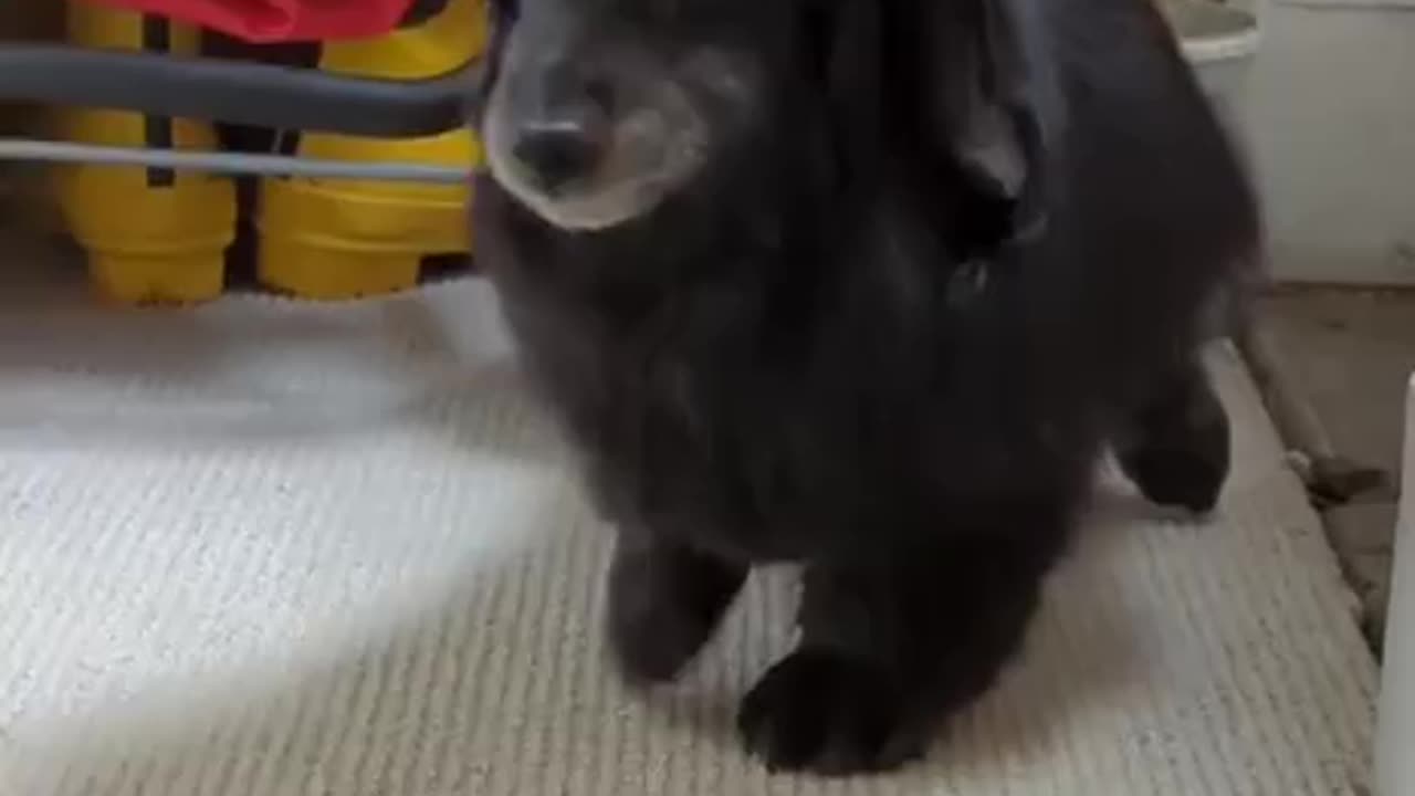 That deserves a treat and a half 🤣😂