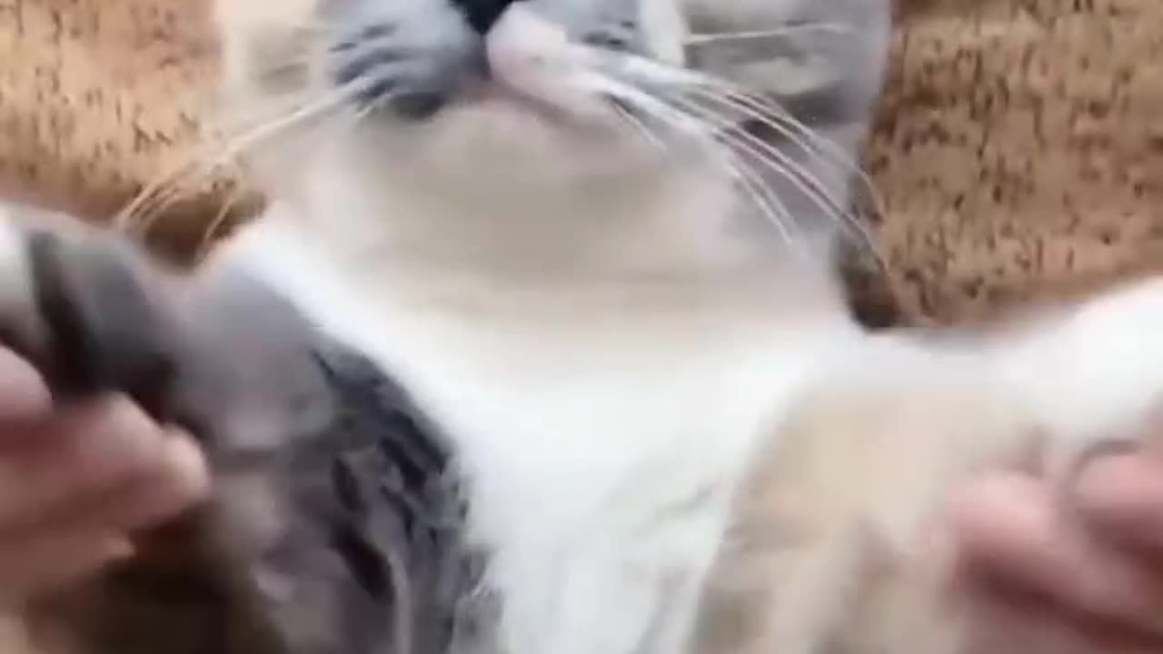 Funniest cat