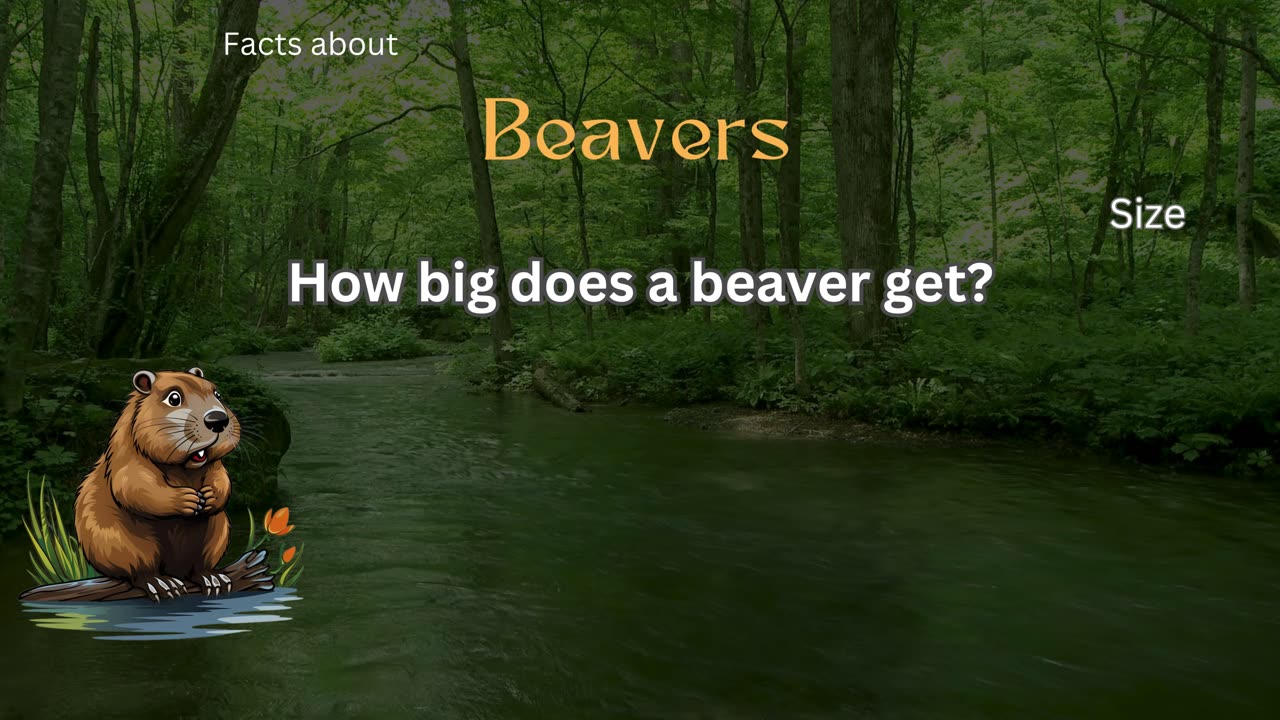 Beaver Fact 2 - How big does a beaver get?