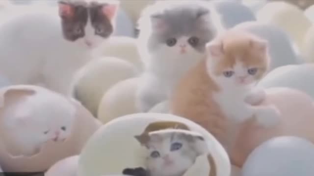 NEW BABY CAT 😸 2021 VIDEO || cute baby cat funny 🤪 lovely video