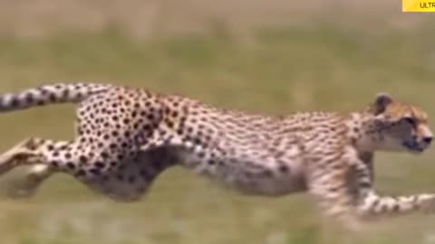 Cheetah speed