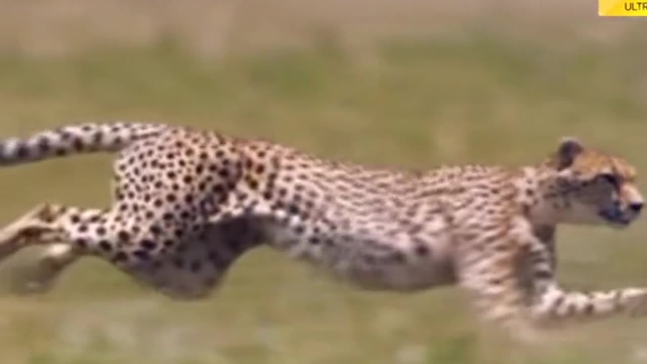 Cheetah speed