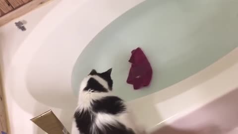 Funny Cats Doing Like Best Swimmer