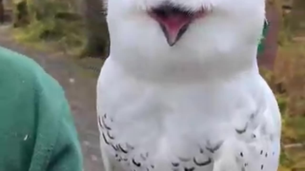 Snowy Owl's Facial Disc🦜