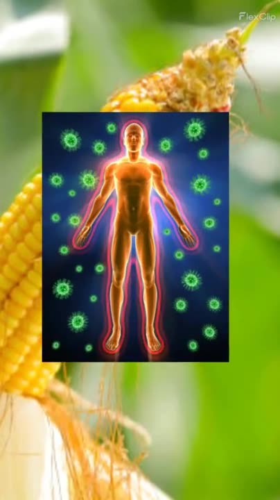 Many Benefits Of Sweet Corn