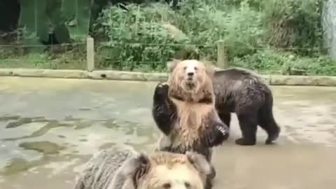 Funny bear bicking food