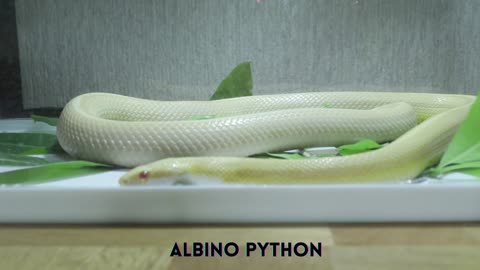 Albino Python