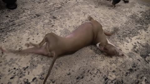 My dog