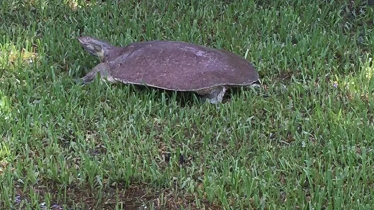 Softshell Turtle