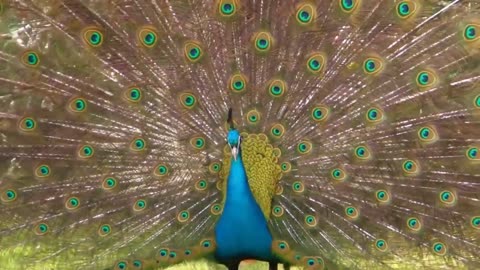 Beautiful peacock shows its colorful feathers