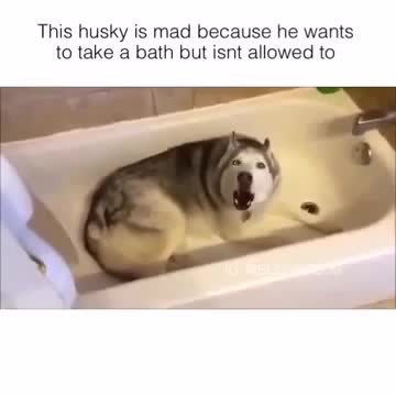 This stubborn dog is mad because he wants to take a bath but isnt allowed to do it.