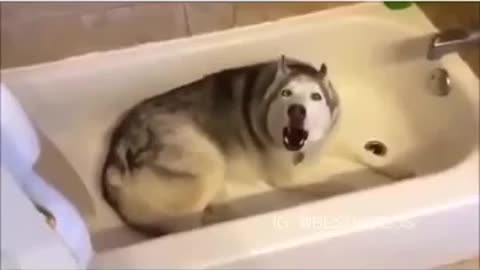 This stubborn dog is mad because he wants to take a bath but isnt allowed to do it.