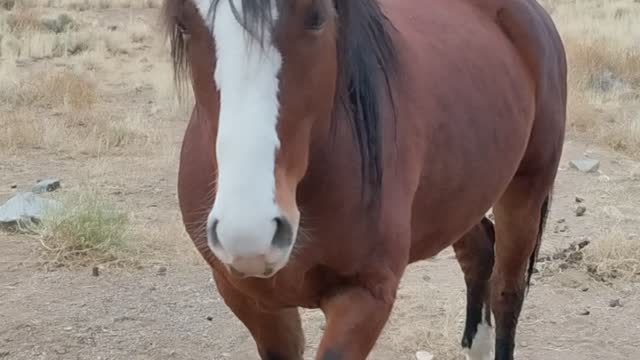 Aiko's sire, Mingo, quarter horse