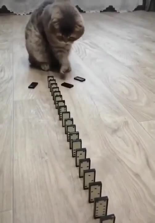 Puzzle game of cat