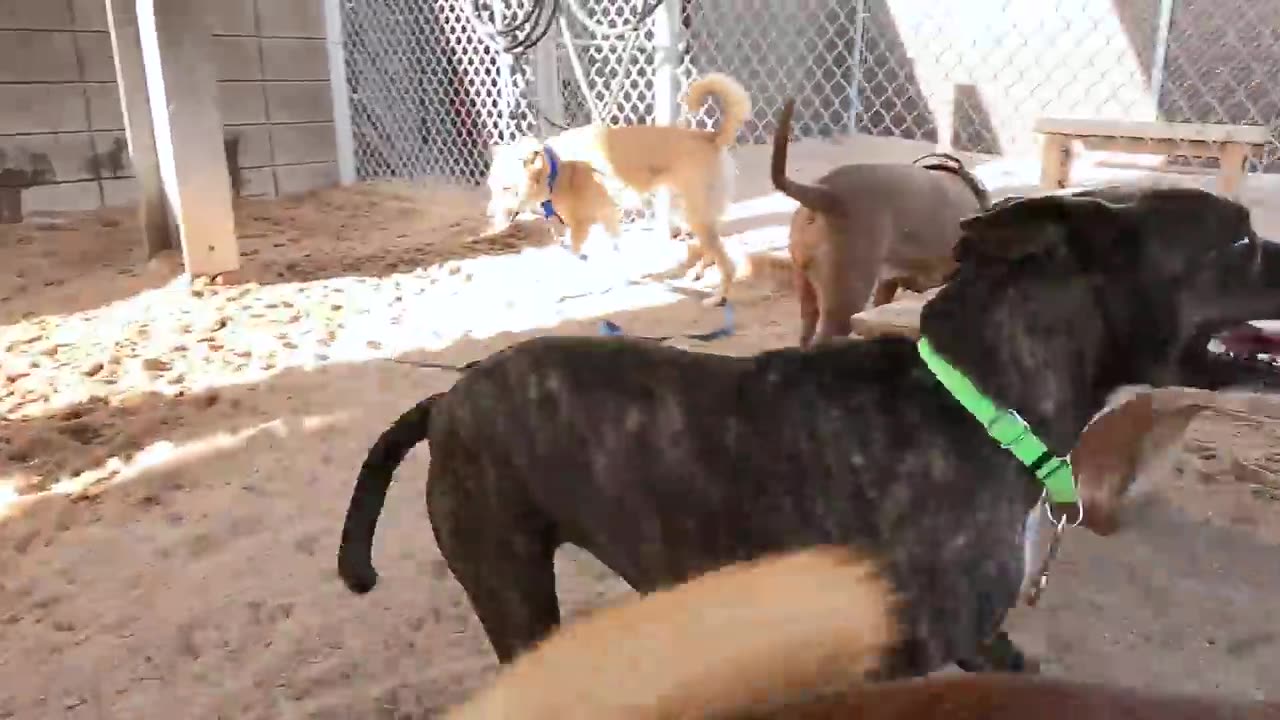Dogs playing.