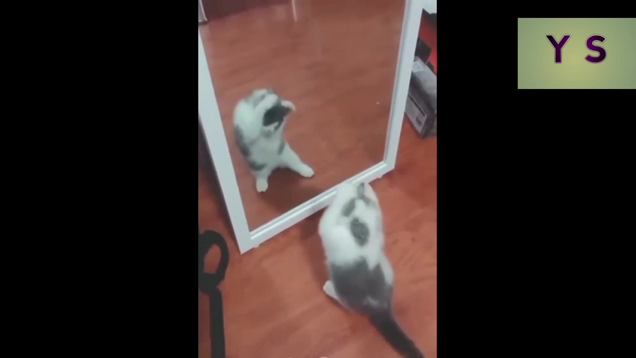 Confuse cat