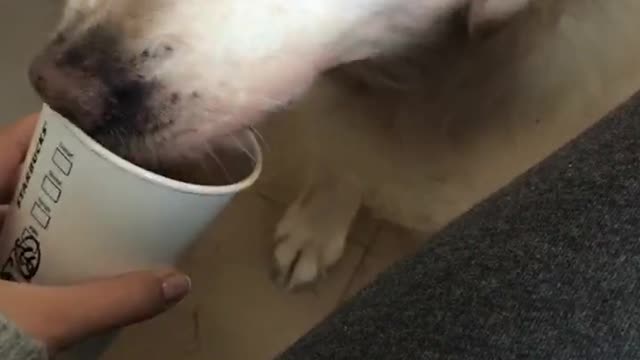 Starbucks Tasting