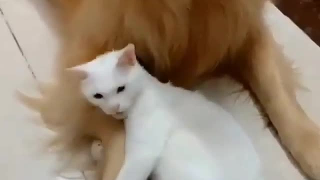 cat and dog
