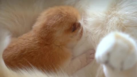 Cute Newborn kitty Meowing - adorable kitty