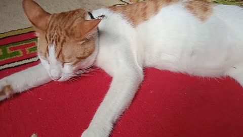 Lazy cat