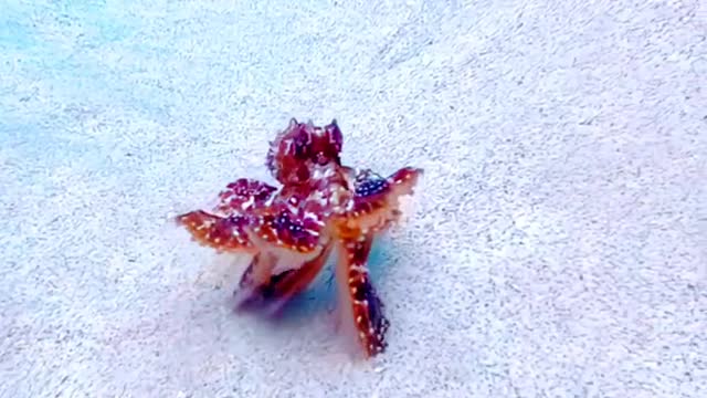 Something in the beautiful sea. Does anyone know what it is?