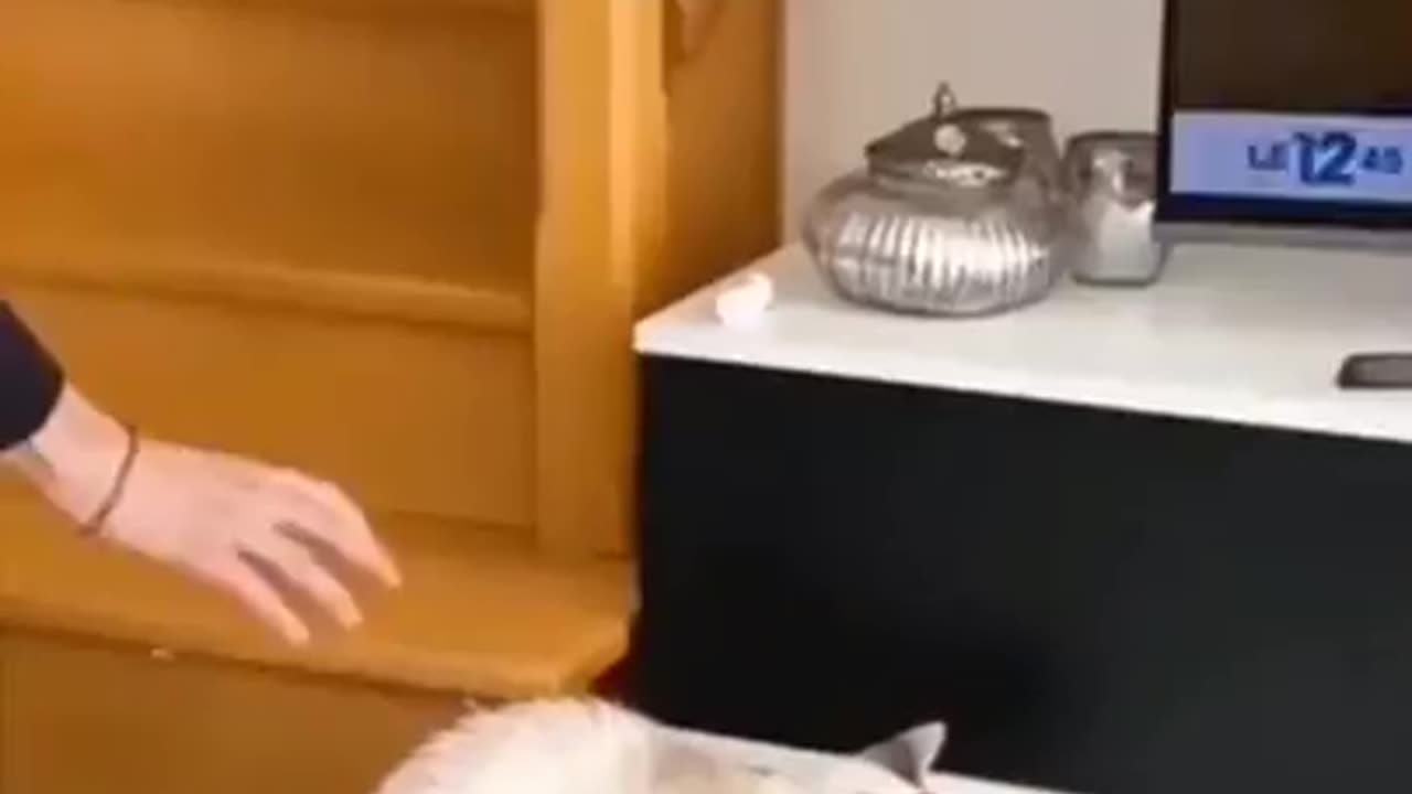 New funny animals video 😂❣️🌄🙏❣️🌄🙏📸😂❣️📸😂