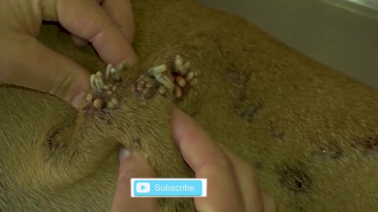 Removing Monster Mango worms From Helpless Dog! Animal Rescue Video 2022 #77