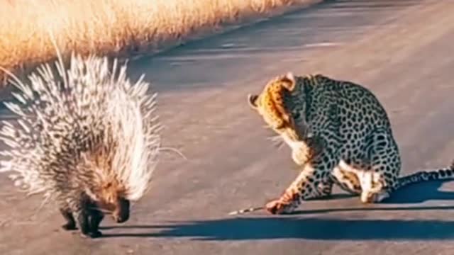 Leopard vs. Porcupine